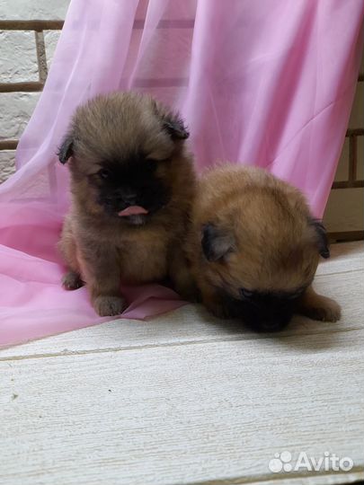 Щенки шпица