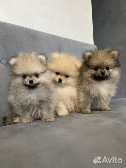 Померанский шпиц