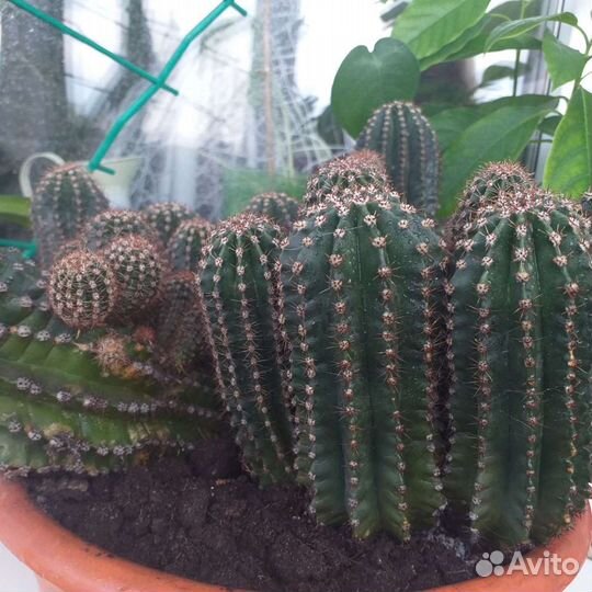 Кактус