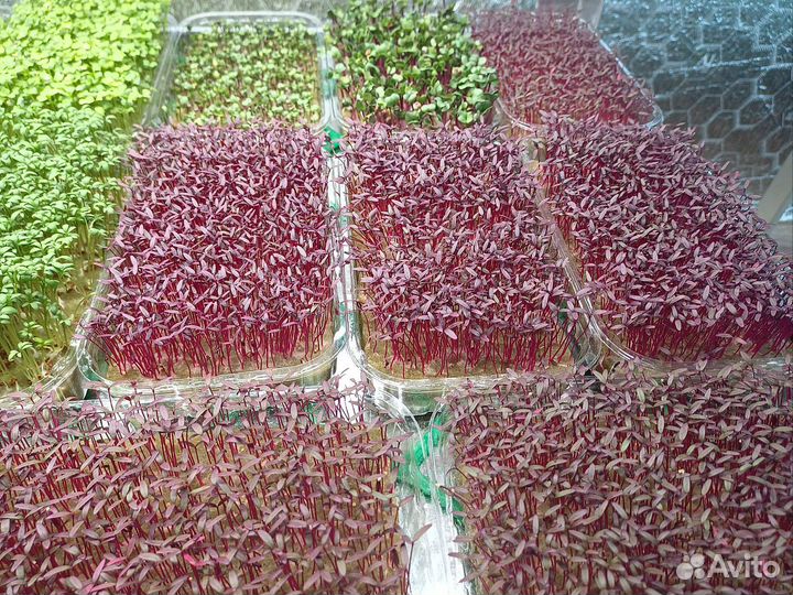 Микрозелень (горох, горчица, редис, брокколи)