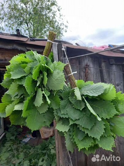 Веники для бани 