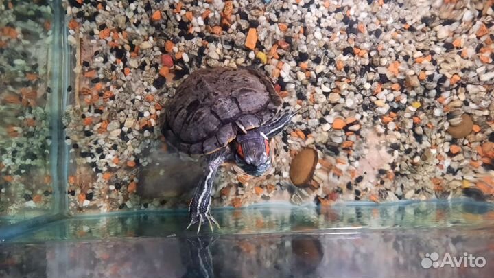 Аквариум с черепахами