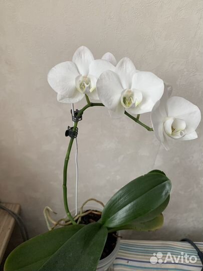 Орхидея, драцена, пальма