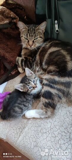 Котята курильский бобтейл