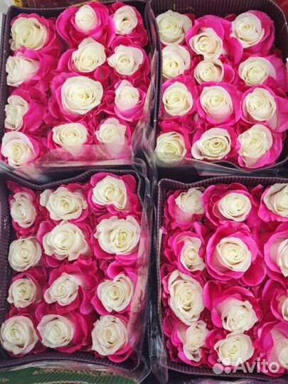 Роза Эквадор букет цветы