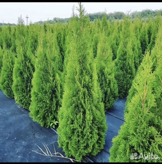 Туя смарагд