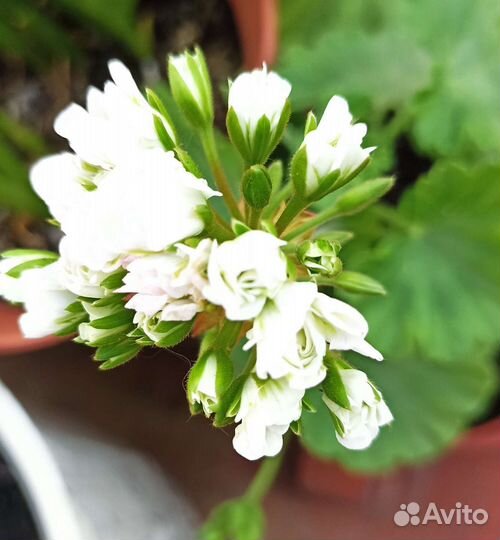 Сортовая пеларгония