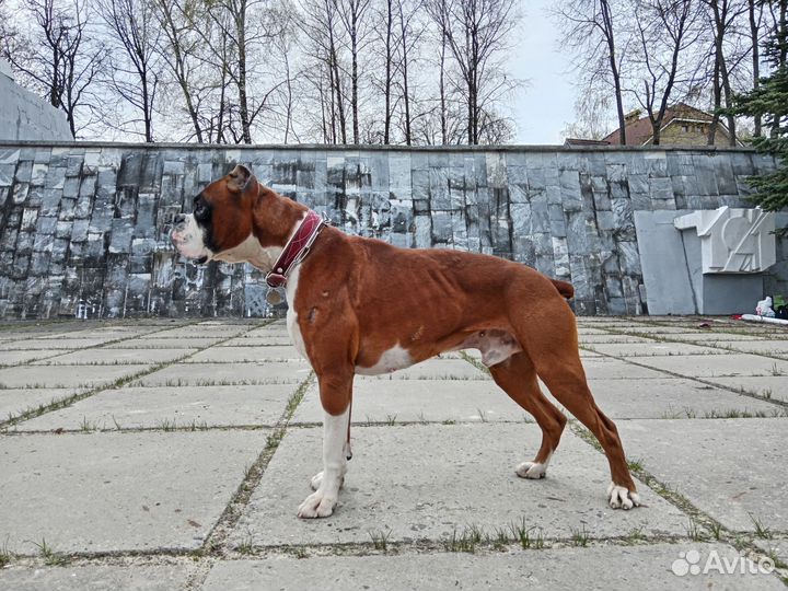 Кобель для вязки