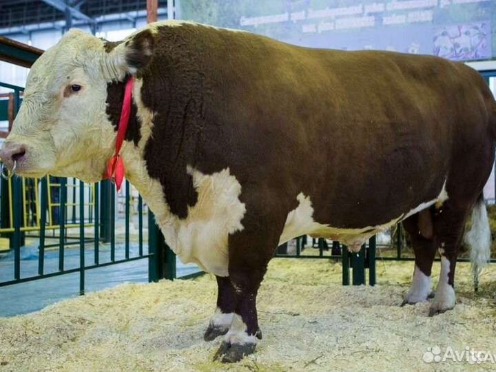 Сперма быков производителей