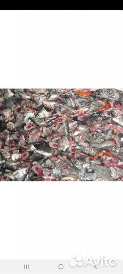 Рыба на корм животным