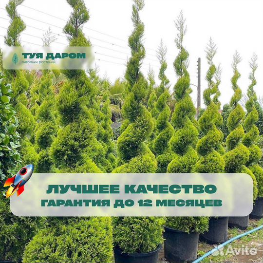 Туя смарагд 160 см
