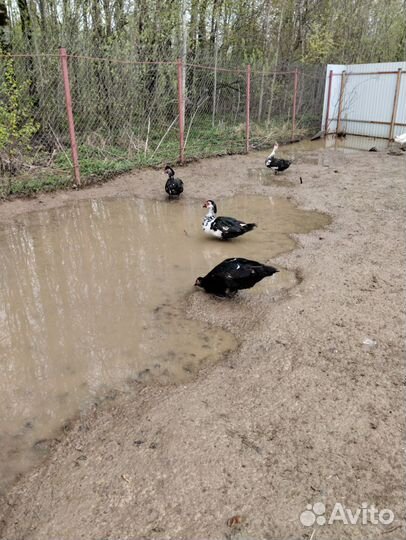 Мускусные утки