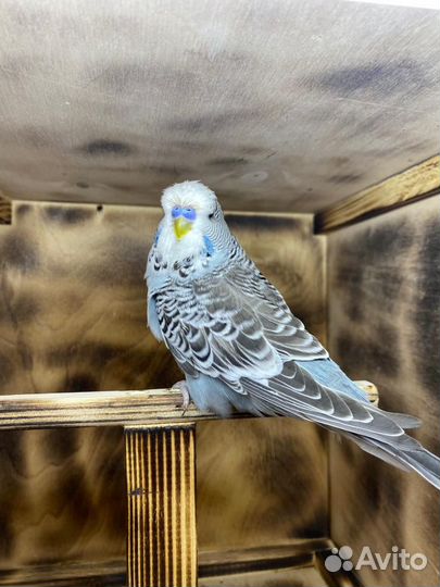 Попугаи ввп чехи