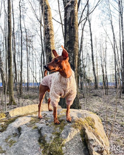 Свитер для собак мелких пород