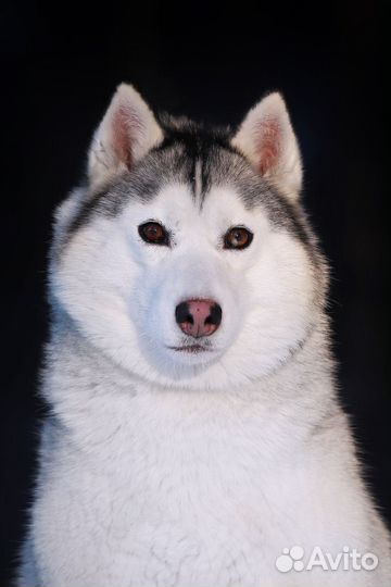 Экскурсии к хаски