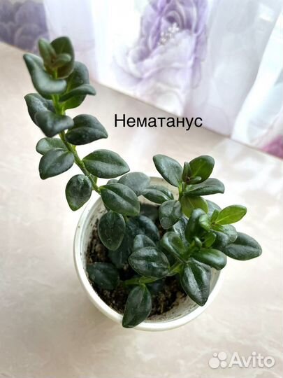 Комнатные растения