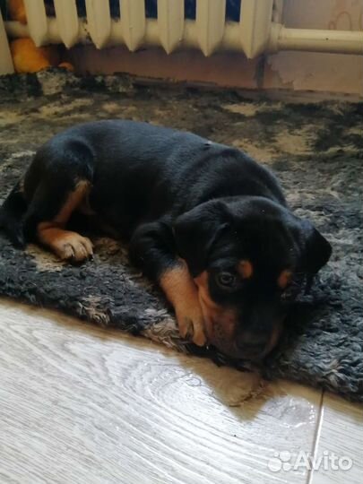 Отдам щенков в дар