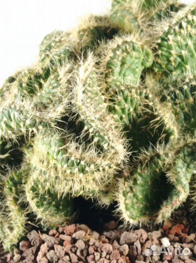 Кактус Опунция / Opuntia Cylindrica Crestata