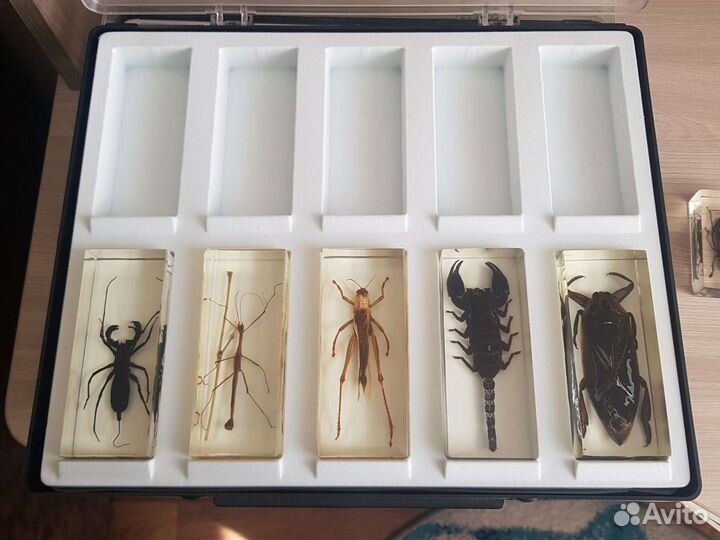 Насекомые в эпоксидной смоле