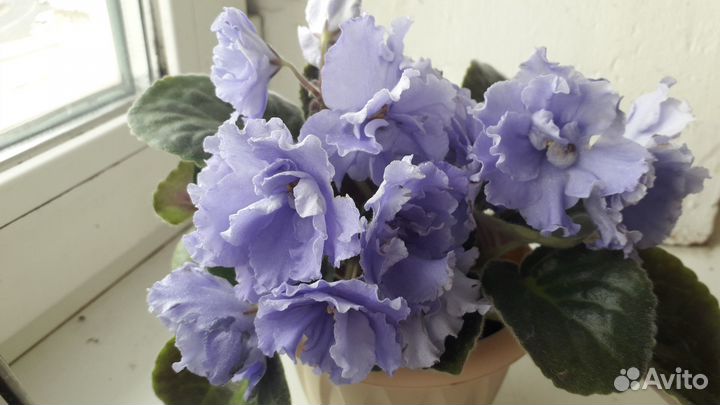 Фиалка комнатные цветы подарок