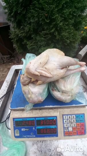 Утка домашняя мясо