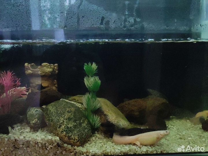 Аквариум