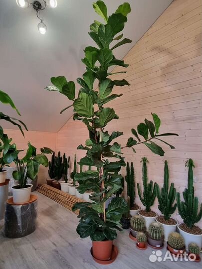 Фикус Лирата Крупномер Высокий 3,5м