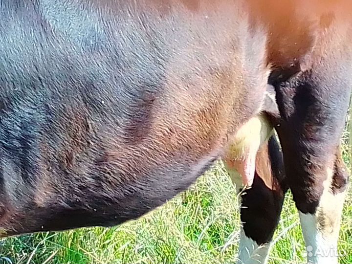 Первотёлка, телята