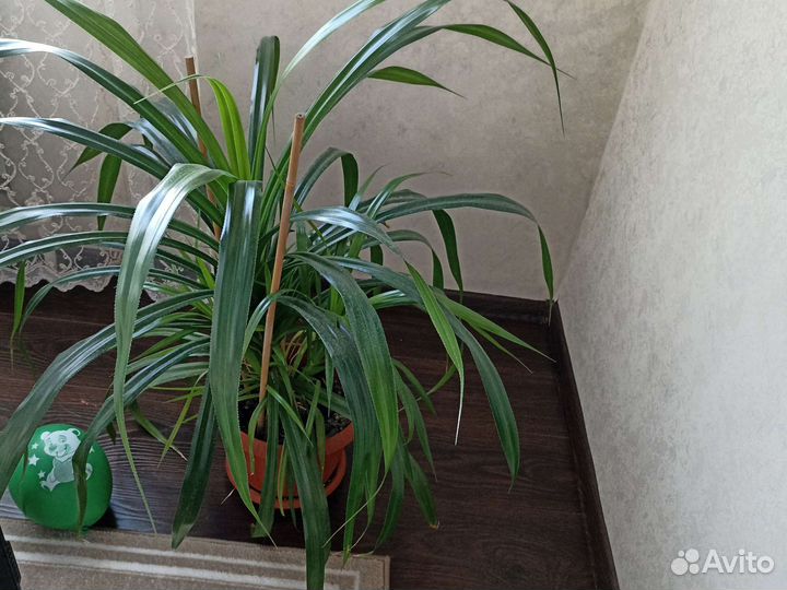 Пальма панданус