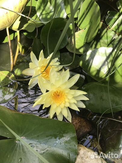 Водяная лилия