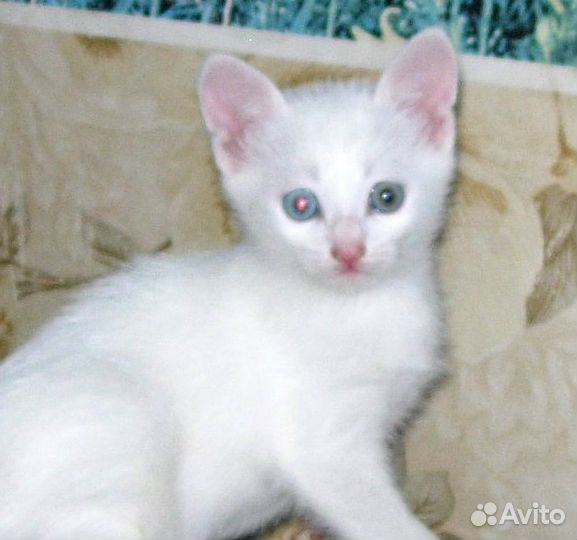 Котята