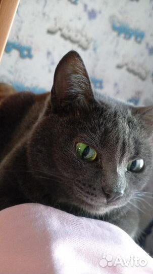 Отдам бесплатно кошку в хорошие руки
