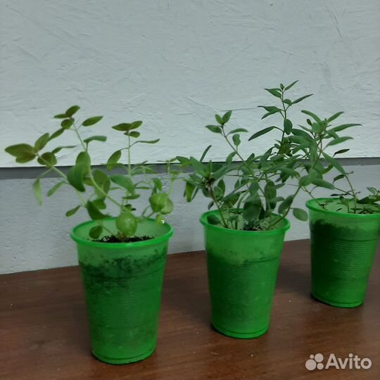 Львиный зев ампельный