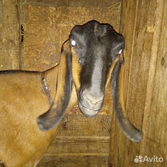 Нубийские козы