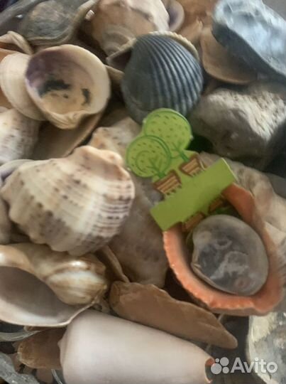 Ракушки камни