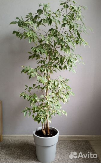 Фикус бенджамина большой