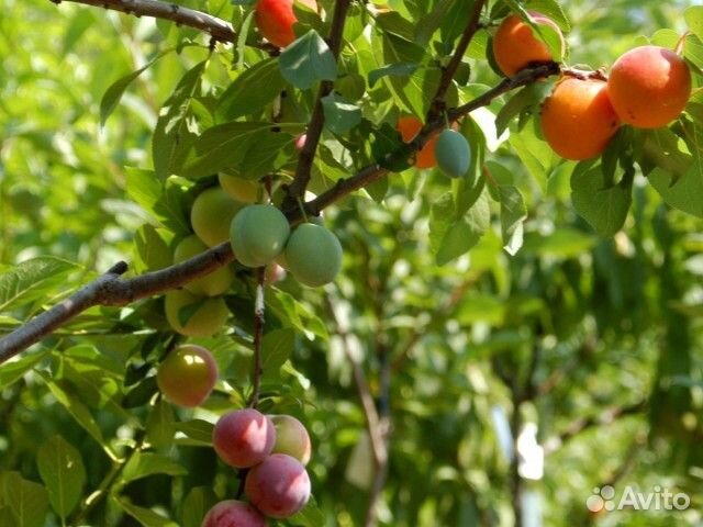 Саженцы 3-х сортовые Дерево-Сад