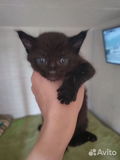 Котенок мейкун смесь