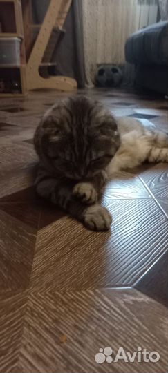 Британская кошка в дар