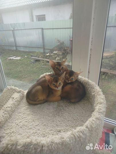 Аббисинские котята