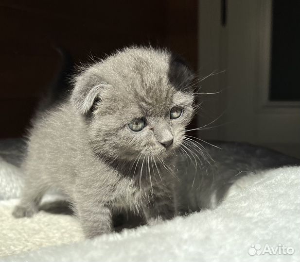 Котенок вислоухий Тиффани