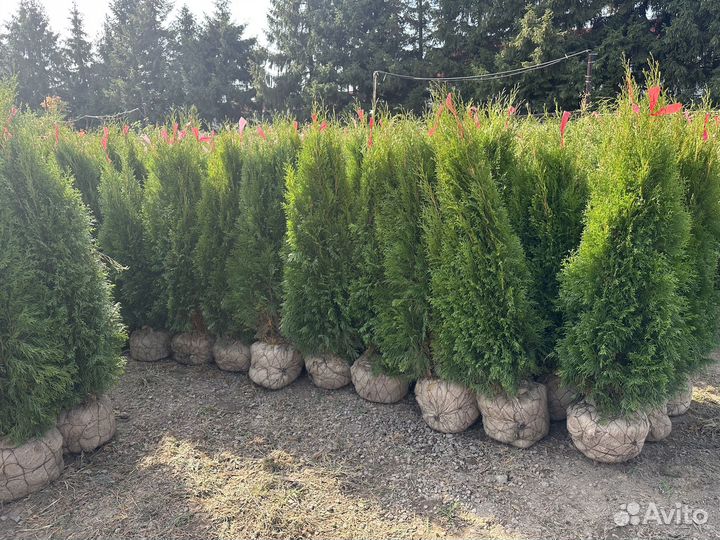 Туя Смарагд