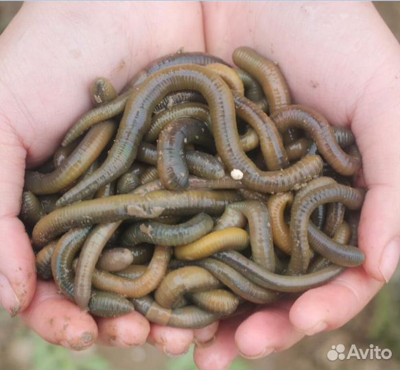 Зеленыe черви и личинка майского жука