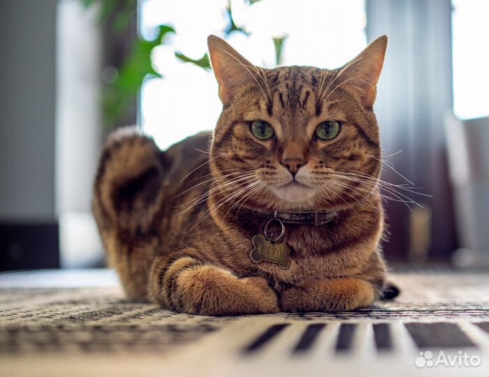 Два породистых котика для вязки