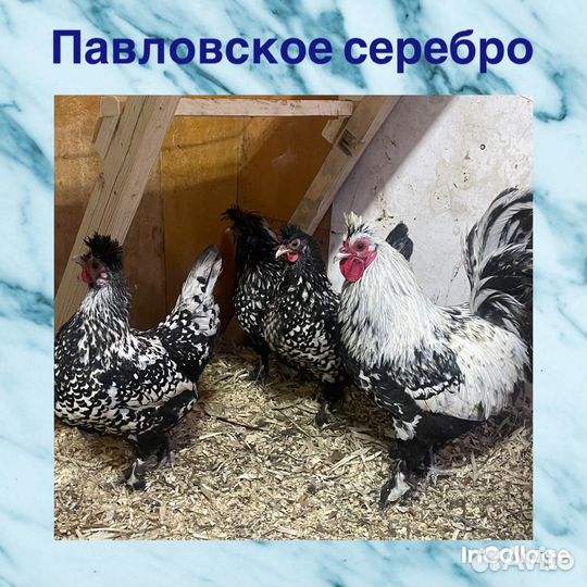 Цыплята и ия породных кур