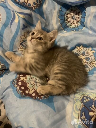 Шотландская