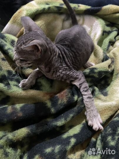 Донской сфинкс браш