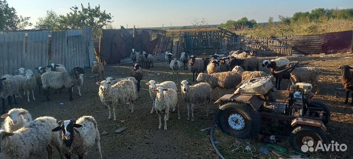 Овцы бараны