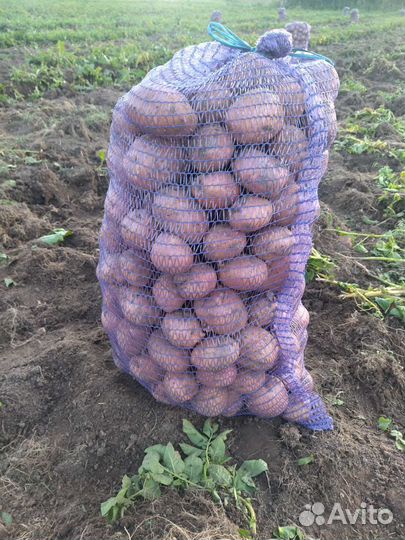 Продам свежий картофель