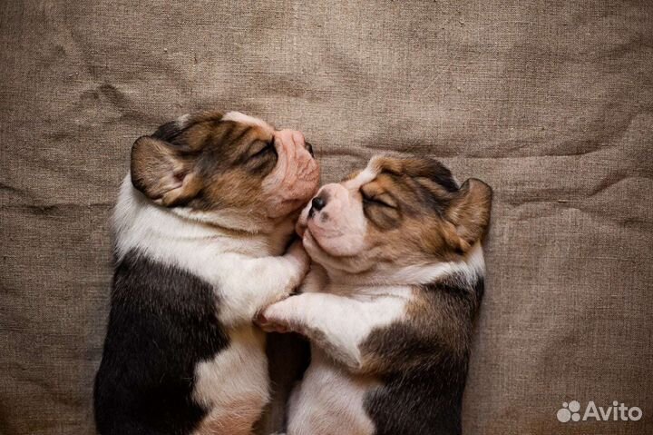 Бигль вязка